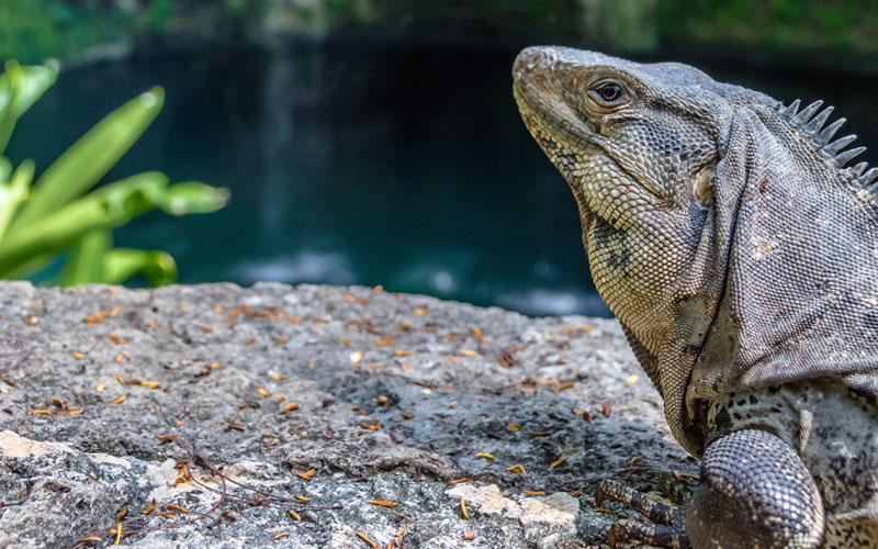 Cenote de Zací en Valladolid